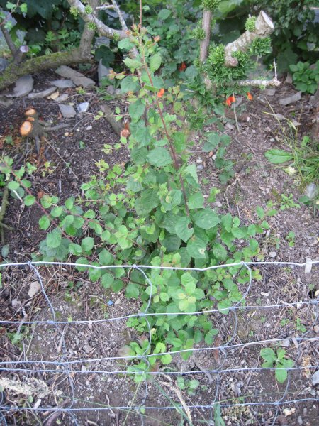 Hedge plant health 005.JPG