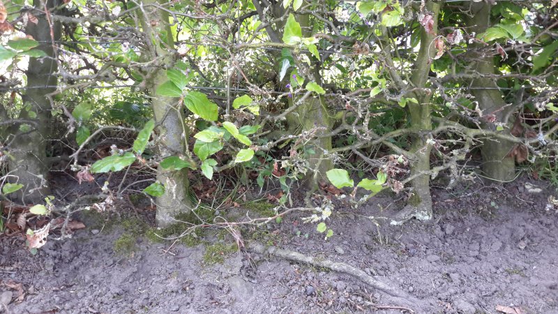 Hedge2.jpg