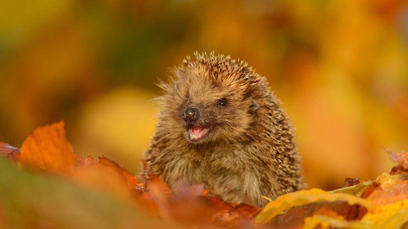 hedgehog_foliage_autumn_funny_105613_1920x1080.jpg