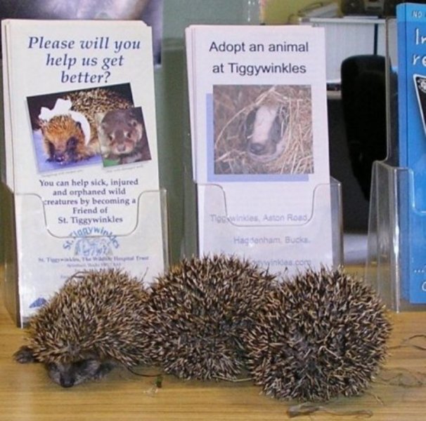hedgehogs.JPG