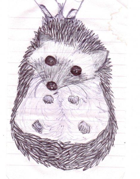 hedgepig 001.jpg