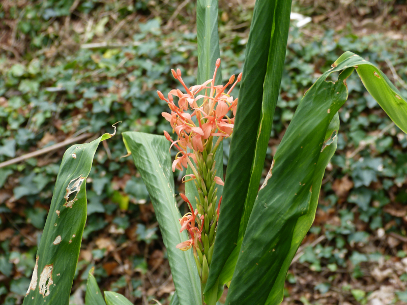 Hedychium densiflorum Schilling.JPG