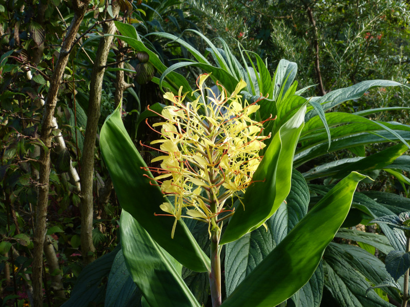 Hedychium gardnerianium Kahil Ginger .JPG