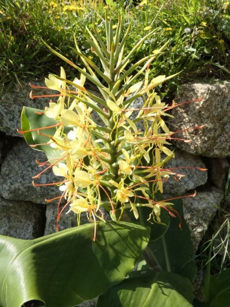 Hedychium gardnerianum (Kahili ginger lily)  01 - small.jpg