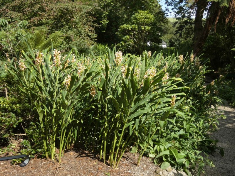 Hedychium gardnerianum (Kahili ginger lily)  07 - small.jpg