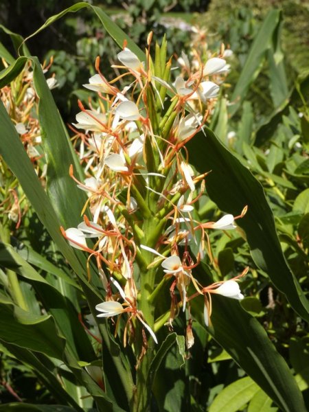 Hedychium gardnerianum (Kahili ginger lily)  09 - small.jpg