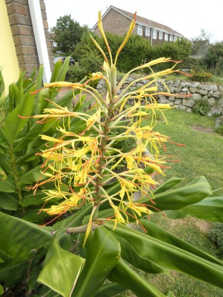 Hedychium gardnerianum (Kahili ginger lily)  10 - small.jpg