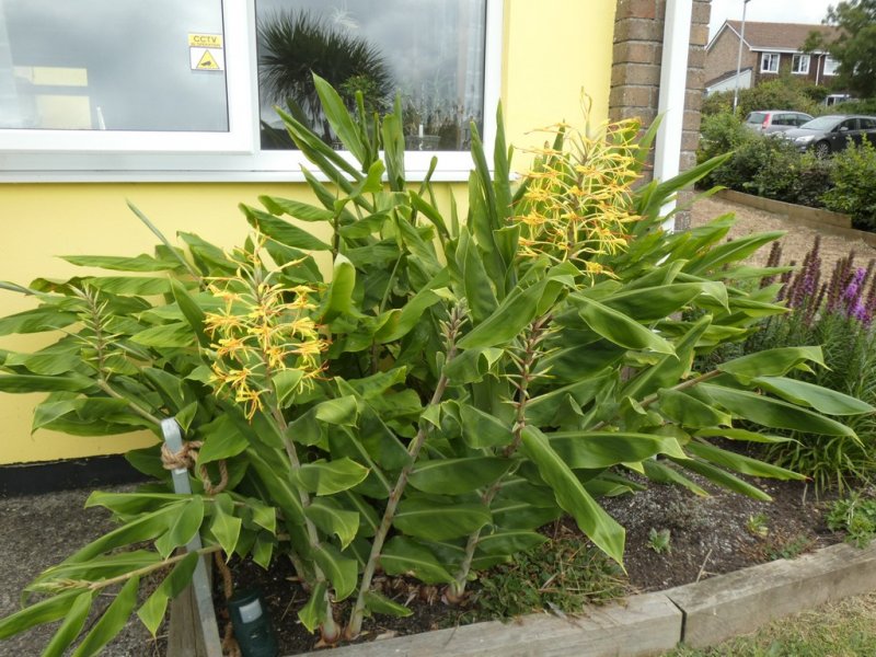 Hedychium gardnerianum (Kahili ginger lily)  13 - small.jpg