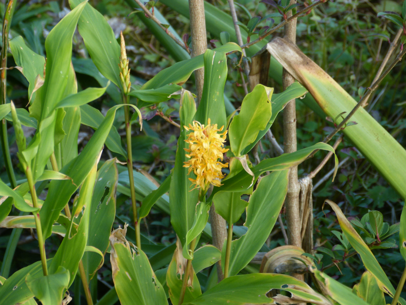 Hedychium.JPG
