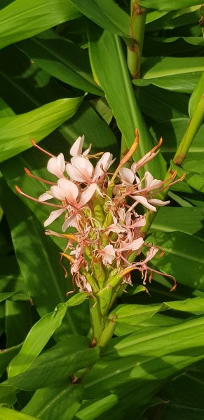 hedychium Pink Diamond.jpg