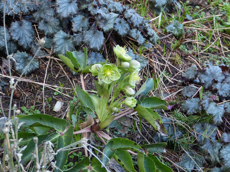 Helebore sternii.JPG