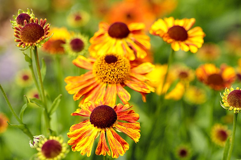 Helenium-Anne's-3.jpg