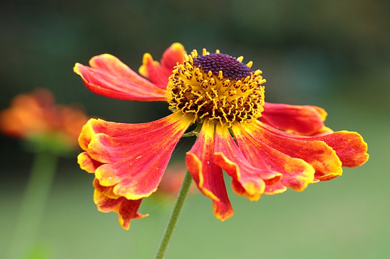 Helenium-Anne's-6.jpg