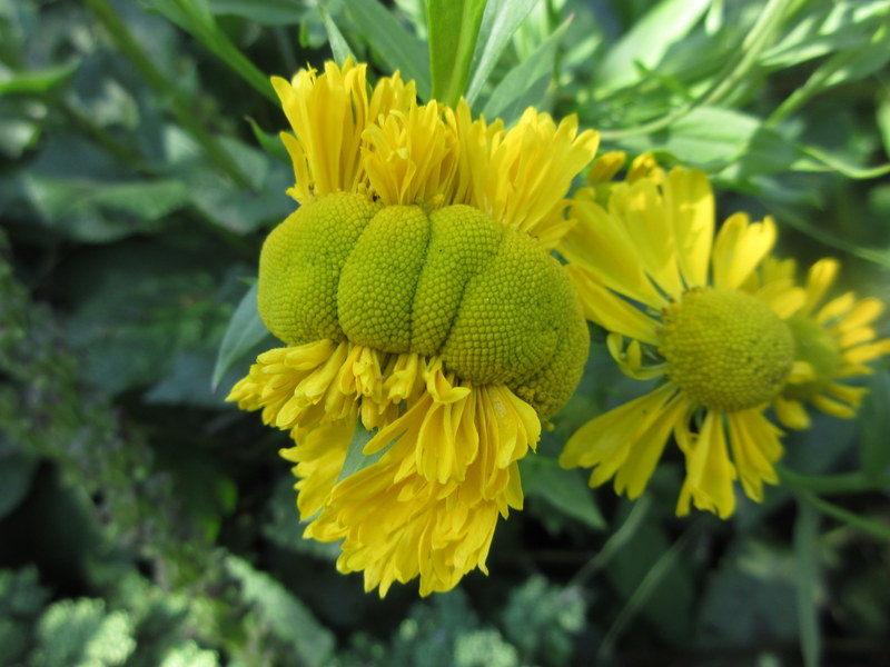 HELENIUM  AUTUMNALE  FASCIATED 22-08-2023 11-27-20.JPG