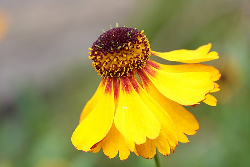 Helenium-yellow.jpg