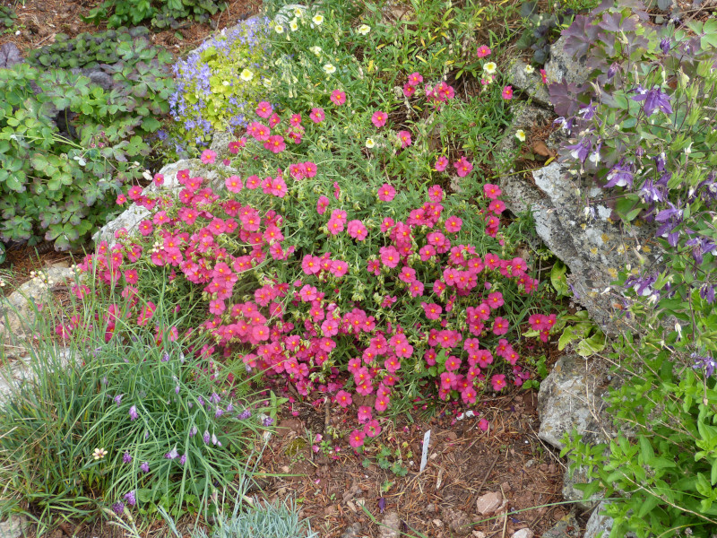 Helianthemum Henfield Brilliant.JPG