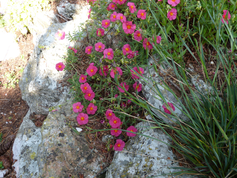 Helianthemum Henfield Brilliant.JPG