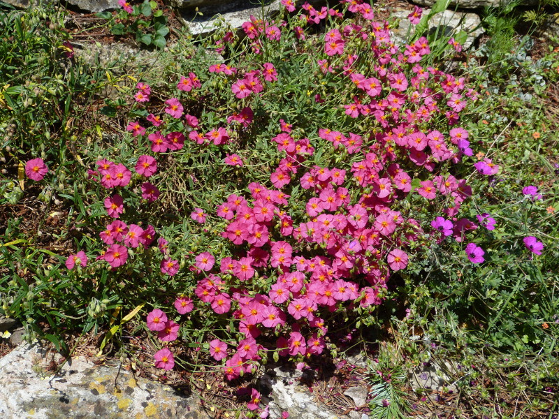 Helianthemum 'Henfield Brilliant'.JPG