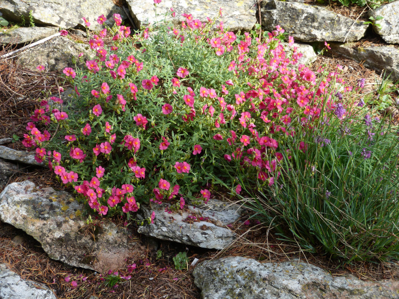 Helianthemum Mrs C W Earle.JPG
