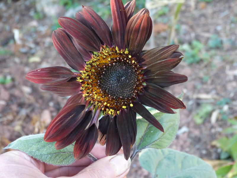 Helianthus 1.JPG