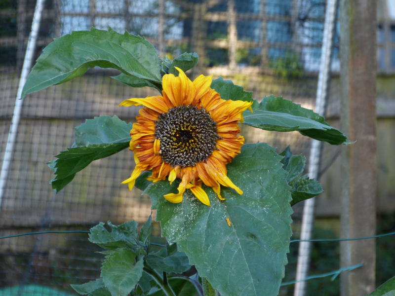 Helianthus annus 1.JPG