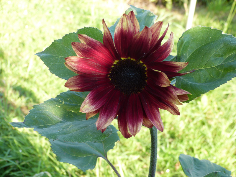 Helianthus annus 2.JPG