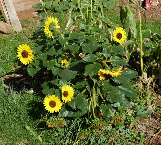 Helianthus annus 3.JPG