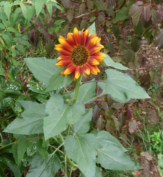 Helianthus annuus 1.JPG
