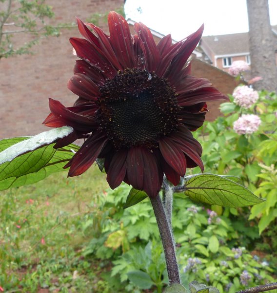 Helianthus annuus 2.JPG