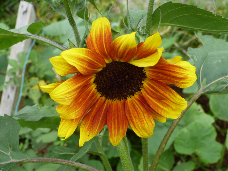 Helianthus.JPG