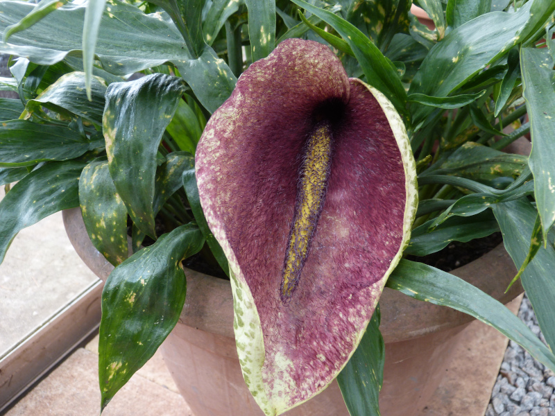 Helicodiceros muscivorus 1.JPG