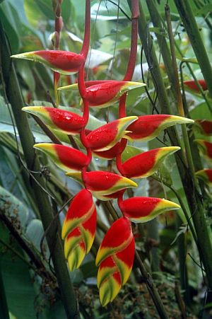 Heliconia.jpg