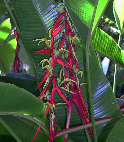heliconia schiedeana.jpg