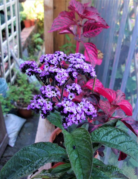 Heliotrope.JPG