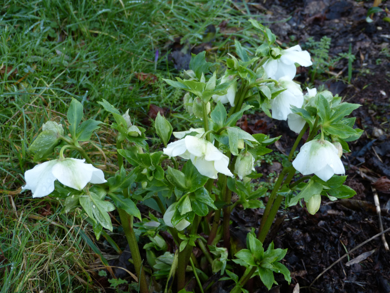 Hellebore 1.JPG