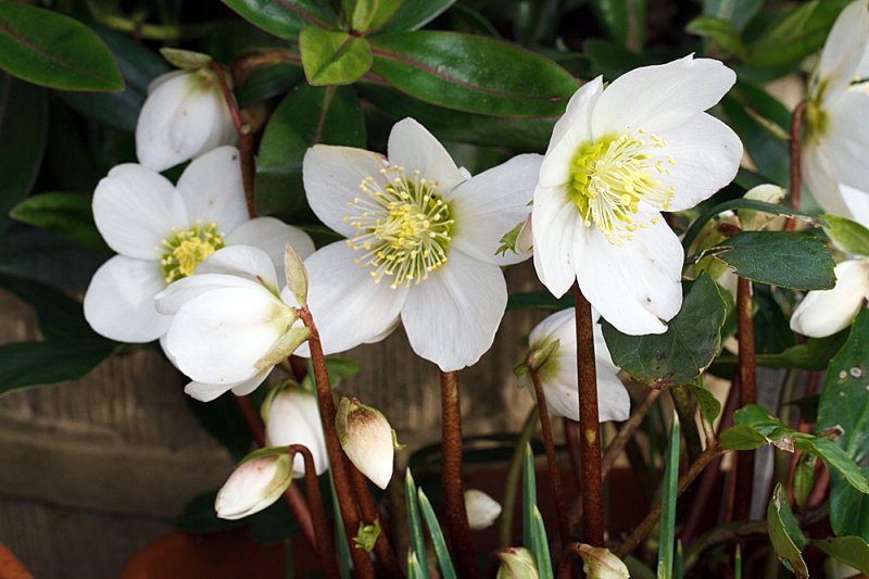 Hellebore-Christmas-Carol-8.jpg