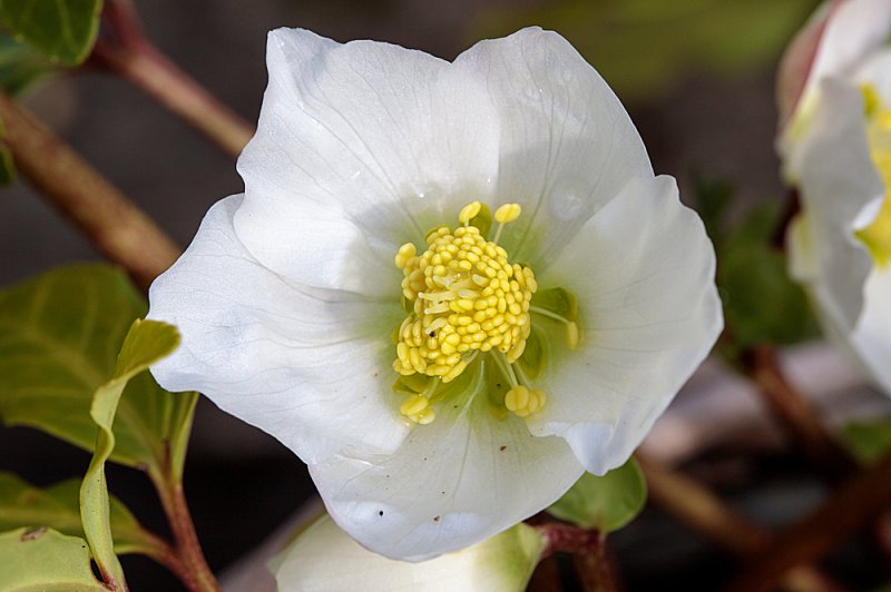 Hellebore-Christmas-Carol-Oct-2.jpg