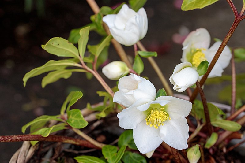 Hellebore-Christmas-Carol-Oct.jpg
