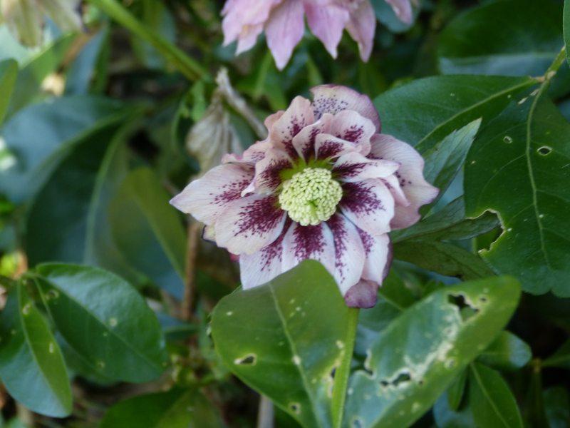 Hellebore Double Freckle Front.JPG