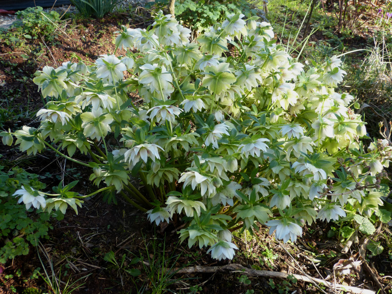 Hellebore hybrid 2.JPG