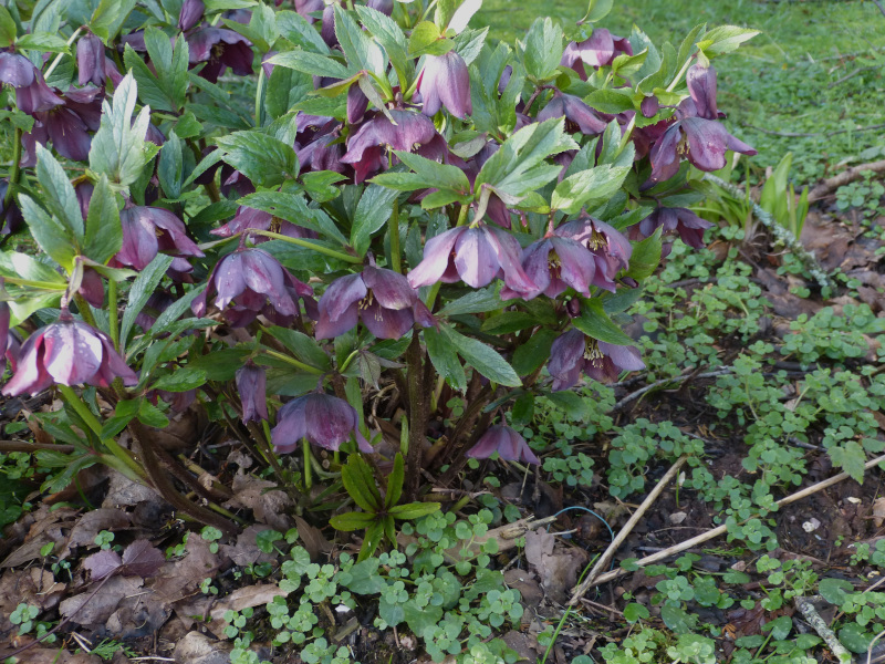 Hellebore hybrid 3.JPG