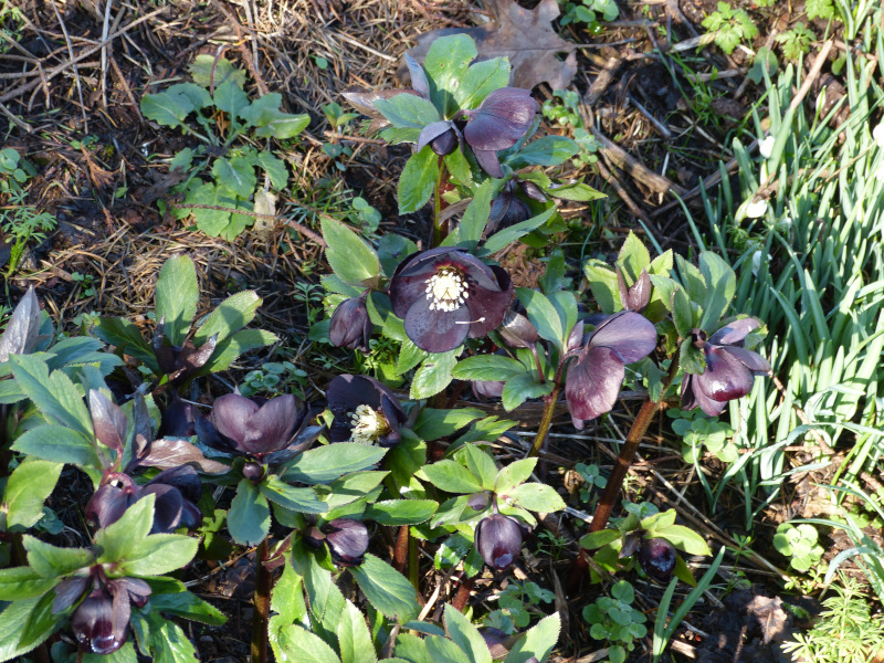 Hellebore hybrid dark.JPG