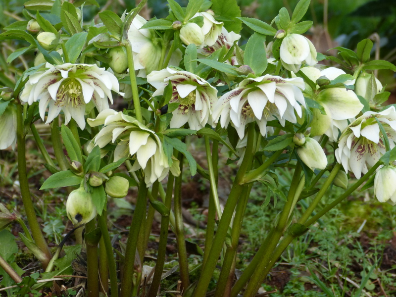 Hellebore hybrid Freckled.JPG
