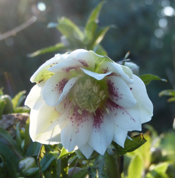 Hellebore hybrid.JPG