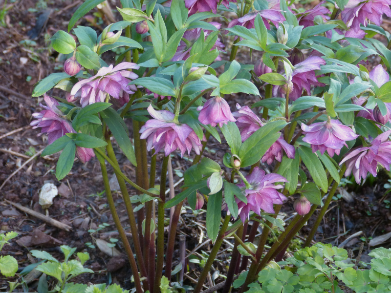 Hellebore hybrid.JPG