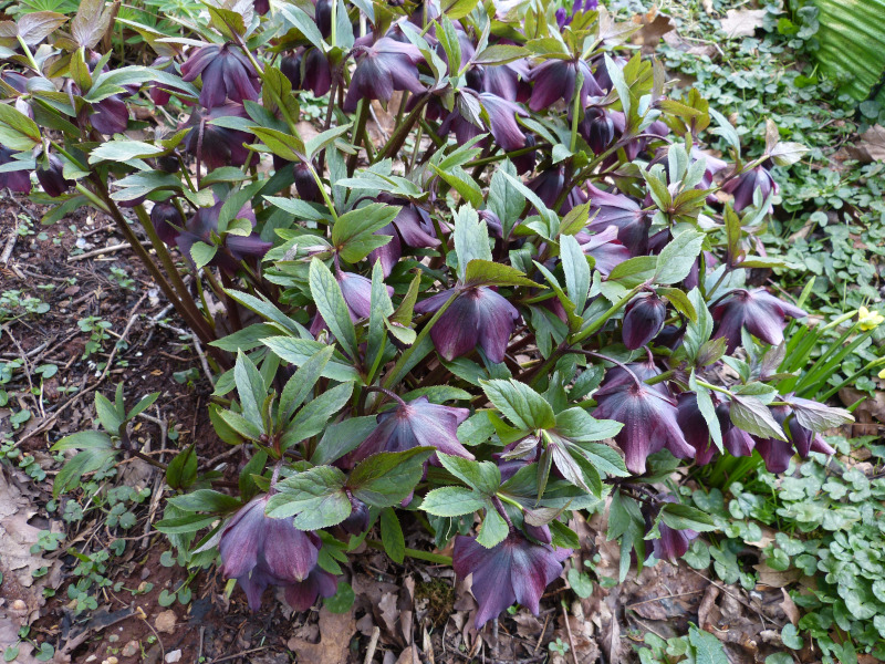 Hellebore.JPG