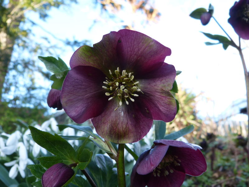 Hellebore seedling 1.JPG