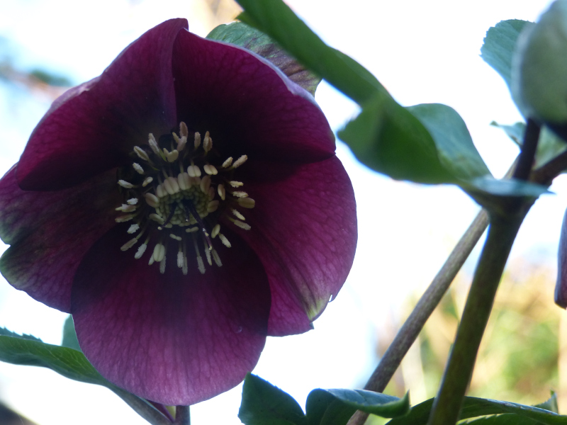 Hellebore seedling.JPG