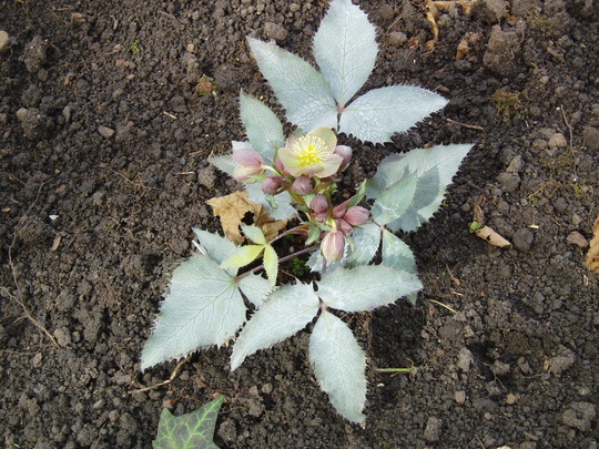 hellebore silver dollar.jpg