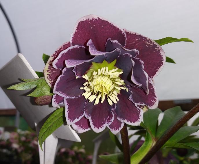 Hellebore1Sm.jpg